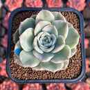 Echeveria 'Monaco' Variegated 2" New Hybrid Succulent Plant Cutting
