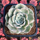 Echeveria 'Monaco' Variegated 2" New Hybrid Succulent Plant Cutting