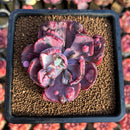 Echeveria 'Beyonce Rainbow' Variegated 2"-3" Succulent Plant Cutting