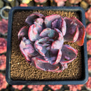 Echeveria 'Beyonce Rainbow' Variegated 2"-3" Succulent Plant Cutting