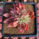Echeveria 'Flame' 2"-3" Hwaga Original Hybrid Succulent Plant Cutting