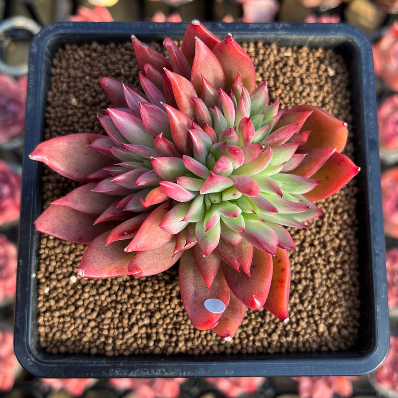 hwaga succulent Echeveria 'Flame' 2"-3" Hwaga Original Hybrid Succulent Plant Cutting – True Succulents Plant Co