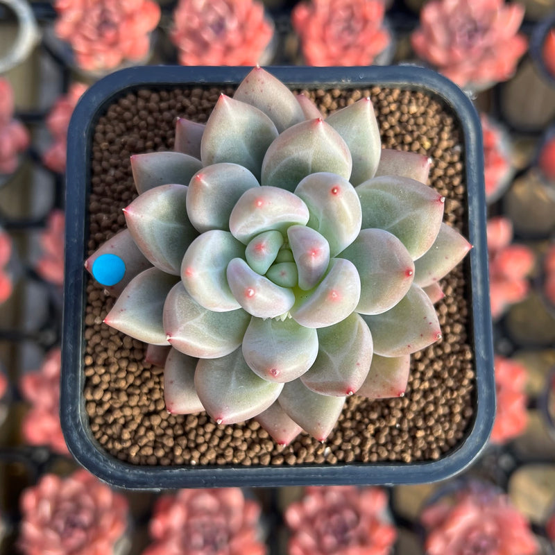 succulent cuttings for sale near me Echeveria 'Fresh Champagne' 2" New Hybrid Succulent Plant Cutting – True Succulents  Plant Co