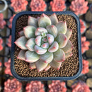 Echeveria 'Fresh Champagne' 2" New Hybrid Succulent Plant Cutting