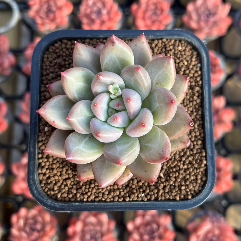 fresh succulents Echeveria 'Fresh Champagne' 2" New Hybrid Succulent Plant Cutting