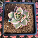 Echeveria Agavoides 'Elkhorn' Variegated 3" Succulent Plant Cutting