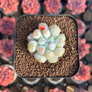 Echeveria Hybrid sp. 1"-2" Seed-Grown Unique Individual Succulent Plant Cutting