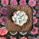 Echeveria Hybrid sp. 1"-2" Seed-Grown Unique Individual Succulent Plant Cutting
