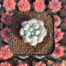Echeveria Hybrid sp. 1"-2" Seed-Grown Unique Individual Succulent Plant Cutting