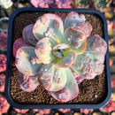 Echeveria 'Garden Bungalow' 4" Succulent Plant Cutting