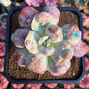 Echeveria 'Garden Bungalow' 4" Succulent Plant Cutting