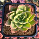 Echeveria 'Golden Glow' 3" Succulent Plant Cutting