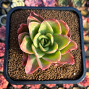 Echeveria 'Golden Glow' 3" Succulent Plant Cutting