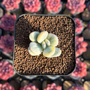 Cotyledon 'Orbiculata' Variegated 1" Small Succulent Plant Cutting