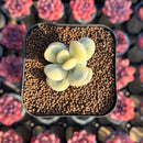 Cotyledon 'Orbiculata' Variegated 1" Small Succulent Plant Cutting