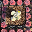 Cotyledon 'Orbiculata' Variegated 1" Small Succulent Plant Cutting