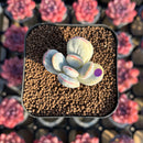 Cotyledon 'Orbiculata' Variegated 1" Small Succulent Plant Cutting