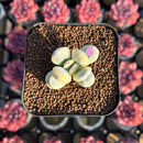 Cotyledon 'Orbiculata' Variegated 1" Small Succulent Plant Cutting