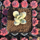 Cotyledon 'Orbiculata' Variegated 1" Small Succulent Plant Cutting