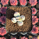 Cotyledon 'Orbiculata' Variegated 1" Small Succulent Plant Cutting