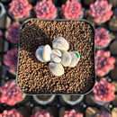 Cotyledon 'Orbiculata' Variegated 1" Small Succulent Plant Cutting