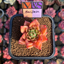 Echeveria 'Mariposa' ('Black Top' x 'Sarabony' Superclone Hybrid) 2" Mam&Sister Farm Original Japanese Hybrid Succulent Plant Cutting