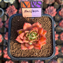 Echeveria 'Mariposa' ('Black Top' x 'Sarabony' Superclone Hybrid) 2" Mam&Sister Farm Original Japanese Hybrid Succulent Plant Cutting