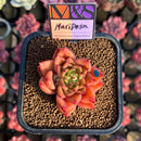 Echeveria 'Mariposa' ('Black Top' x 'Sarabony' Superclone Hybrid) 2" Mam&Sister Farm Original Japanese Hybrid Succulent Plant Cutting