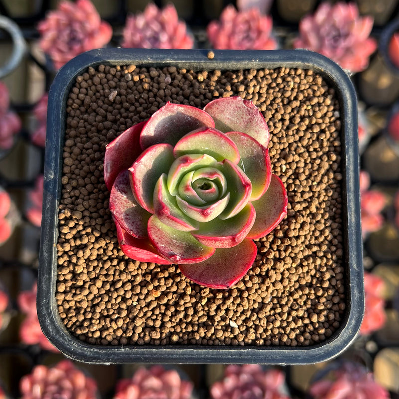 peony succulent Echeveria 'Peony' 2" Succulent Plant Cutting