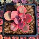 Echeveria 'Angel Wing' Variegated 2" Succulent Plant Cutting