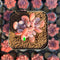 Pachyphytum 'Cinderella' 1" Cluster Succulent Plant Cutting