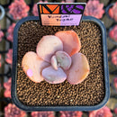 Echeveria 'Yumemi Yugao' ('Brunch Wine' x 'Pink Bubble' Hybrid) 2" Mam&Sister Farm Original Japanese Hybrid Succulent Plant Cutting