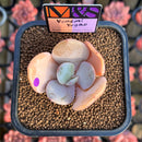 Echeveria 'Yumemi Yugao' ('Brunch Wine' x 'Pink Bubble' Hybrid) 2" Mam&Sister Farm Original Japanese Hybrid Succulent Plant Cutting