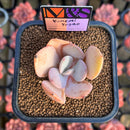 Echeveria 'Yumemi Yugao' ('Brunch Wine' x 'Pink Bubble' Hybrid) 2" Mam&Sister Farm Original Japanese Hybrid Succulent Plant Cutting