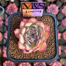 Echeveria 'LingLing' (Colorata x Pulidonis Hybrid) 2" Mam&Sister Farm Original Japanese Hybrid Succulent Plant Cutting