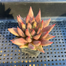 Echeveria Agavoides 'Shaikh' 2" Succulent Plant
