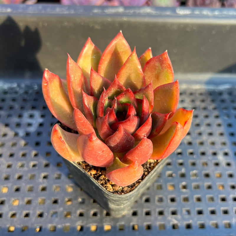 rubra succulent Echeveria Agavoides 'Rubra' 2