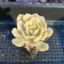 Echeveria Runyonii Variegated (Aka Echeveria 'Akaihosi' Variegated) 2" Succulent Plant