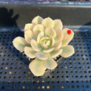 Echeveria Runyonii Variegated (Aka Echeveria 'Akaihosi' Variegated) 2" Succulent Plant
