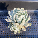 Echeveria 'Angel-In-Us' Variegated 1"-2" Succulent Plant