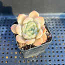 Echeveria 'Helena' Hybrid 2" Succulent Plant