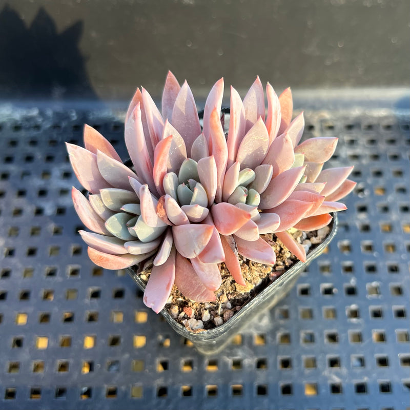 lulu succulents Echeveria 'Lulu' 2" Succulent Plant – True Succulents Plant Co