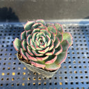 Echeveria 'Missha' 1"-2" Air Magic Hybrid Succulent Plant