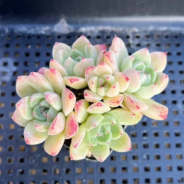 alba beauty succulent Echeveria 'Alba Beauty' Hybrid 2"-3" Succulent Plant – True Succulents Plant  Co