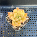 Echeveria 'Gold Jelly' 1"-2" Succulent Plant