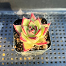 Echeveria Agavoides 'Ebony' Hybrid 1"-2" Succulent Plant