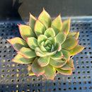 Echeveria 'Shine Bow' 2" Seed-Grown Air Magic Hybrid Succulent Plant