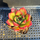 Echeveria 'Sarabony' Super Clone 2"-3" Succulent Plant