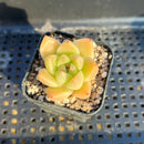 Echeveria 'Gold Quartz' 2" Succulent Plant