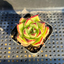 Echeveria Agavoides 'Ebony' Hybrid 2" Succulent Plant